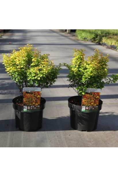 Барбарис Тунберга Саммер Сансет в горщику. 